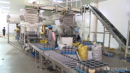 甘肅神農菇業 以工廠化量產鹿茸菇為核心，打造循環農業高質量發展新模式